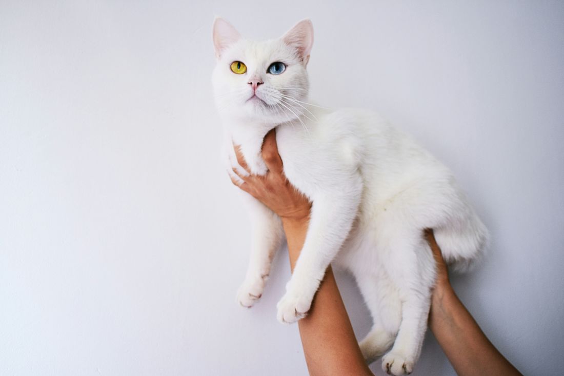 Katze wird behutsam gehalten – Gesundheit & Vorsorge