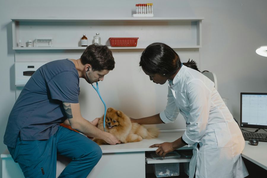 Tierärzte untersuchen einen Hund in der Klinik